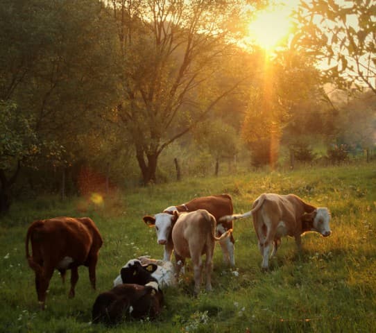 Fattoria - Agricoltori Locali