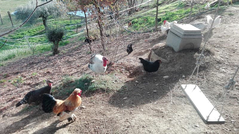 La Casa di Gaia Azienda Agricola