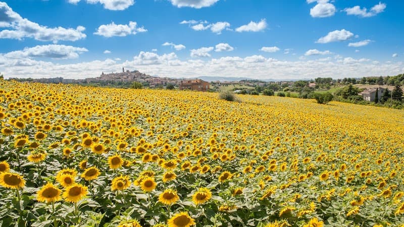 Immagine di Azienda Agricola Biologica Mancini di Mancini Paolo a Macerata, Marche