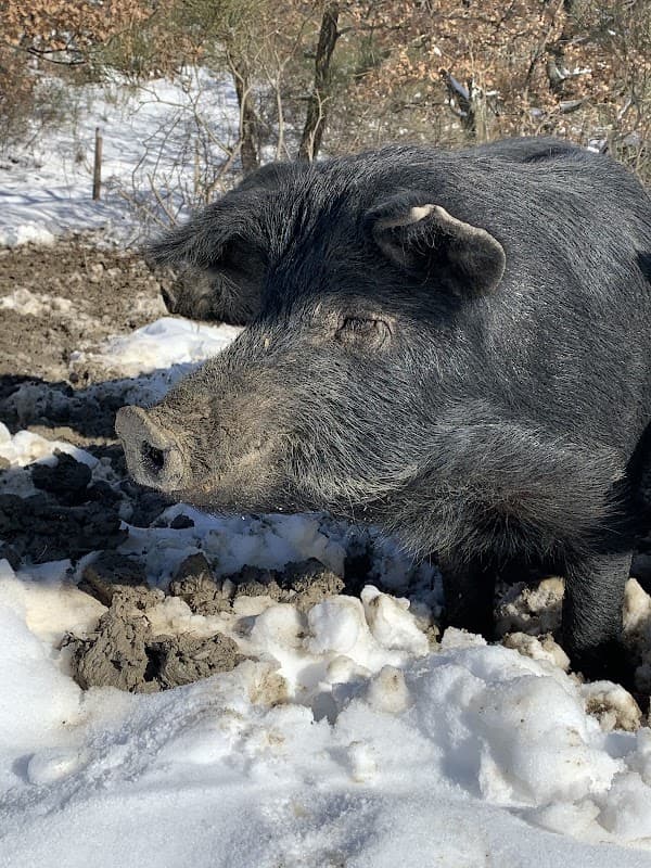 Immagine di Az.Agr. Biogastronomica Brigante Lucano a Potenza, Basilicata