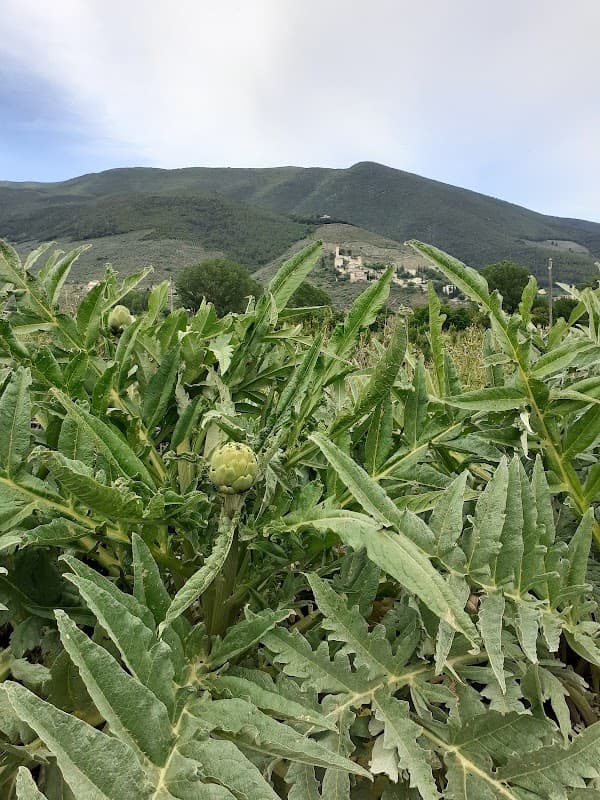 Immagine di Società agricola Tre Viae a Pigge, Umbria