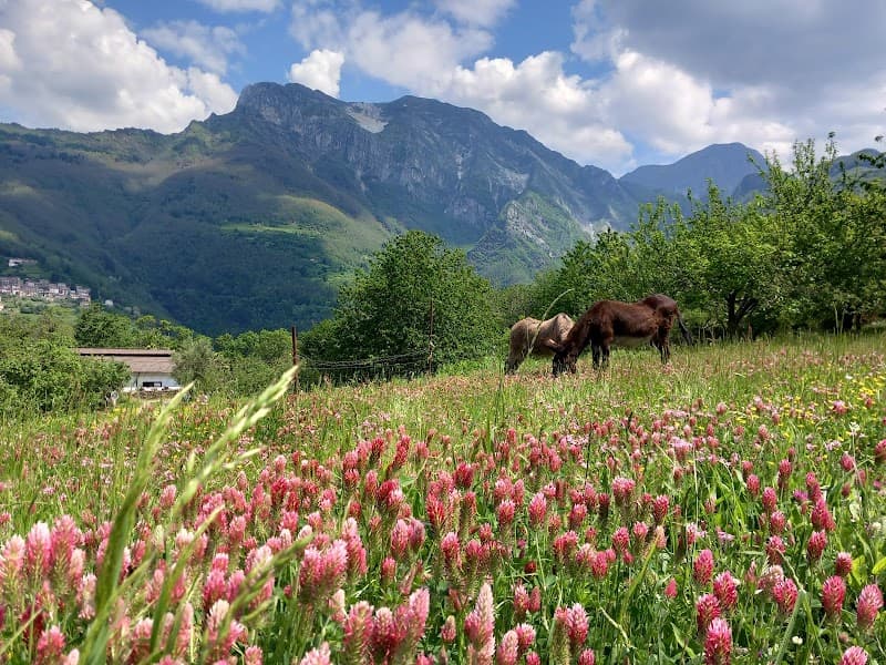 Immagine di Azienda Agricola "Il Castello" a Lucca, Toscana
