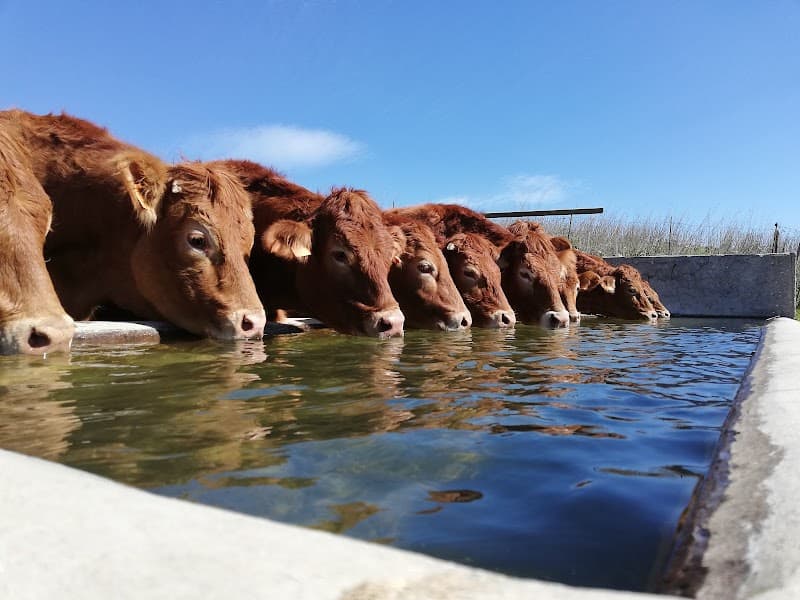 Immagine di AGRICOLA MAROSA BARNA a Marineo, Sicilia