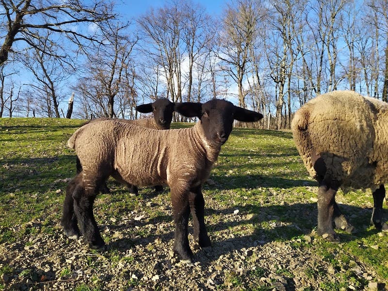 Immagine di Azienda Agricola Ciulli Mirana a Barberino di Mugello, Toscana