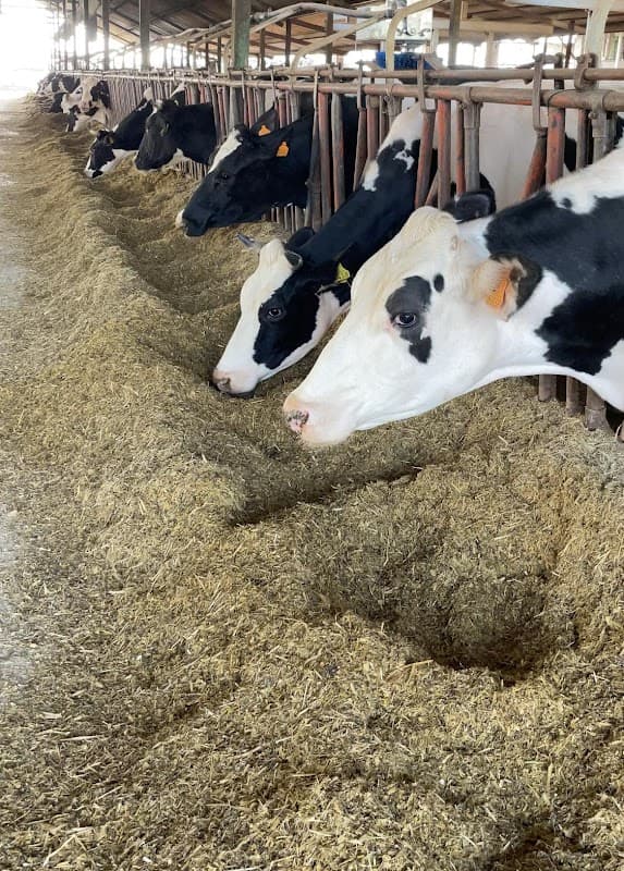 Immagine di Fattoria didattica Cascina Pezzoli a Treviglio, Lombardia