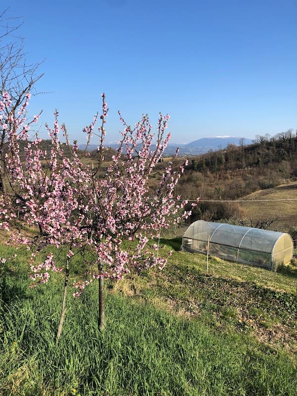 Immagine di Gattacicova Azienda Agricola a Villa Pitignano, Umbria