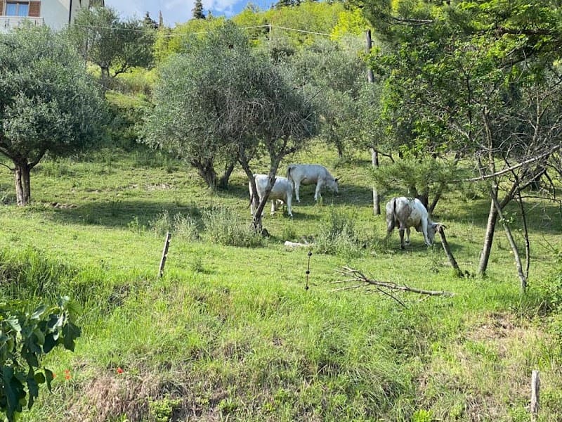 Immagine di Azienda Agricola Biologica Pietrini Graziano a Ancona, Marche