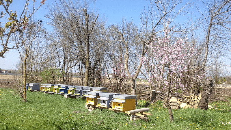 Immagine di Azienda Agrituristica Biologica Citton Natalino a Ceggia, Veneto