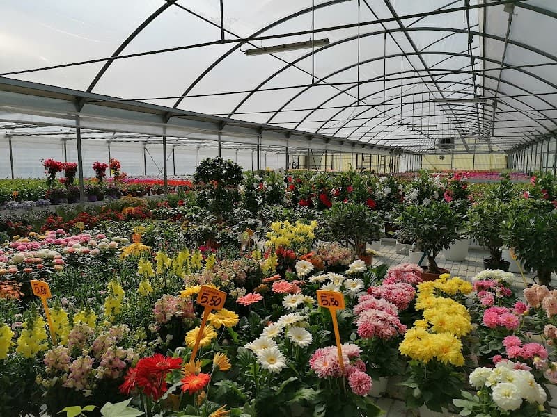 Immagine di Azienda Agricola Cillotto a Mogliano Veneto, Veneto