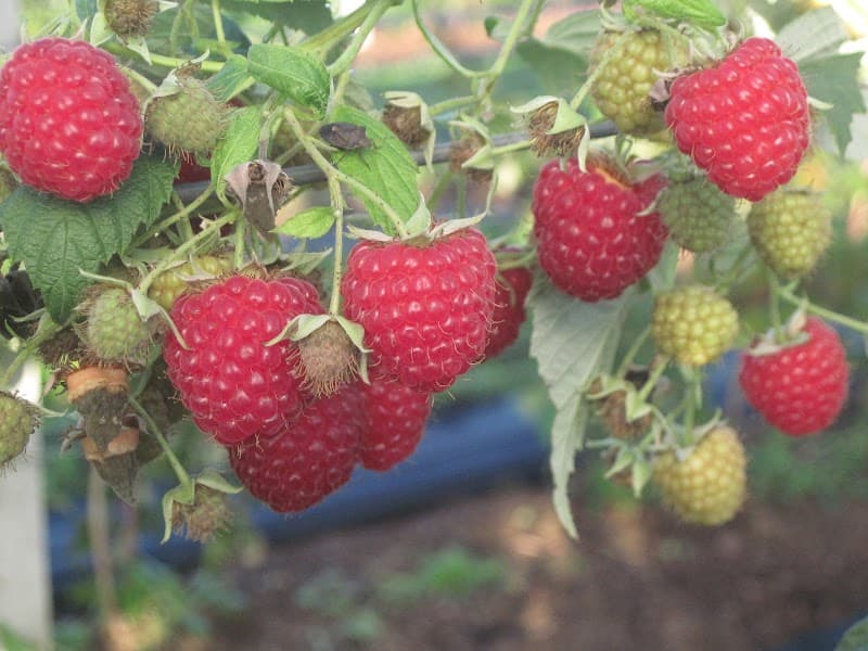 Immagine di Azienda Agricola Silvia a Valbrembo, Lombardia