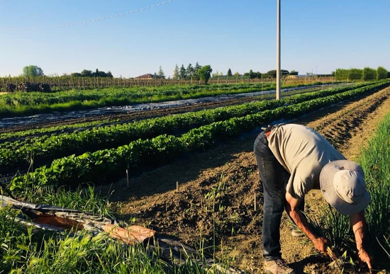 Immagine di Azienda Agricola Biologica Podere Cimbalona a Faenza, Emilia-Romagna