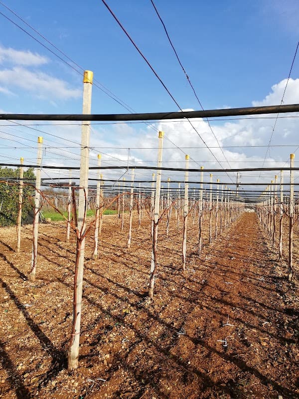 Immagine di Auxiliaria Naturae - Prodotti e servizi per l'agricoltura a Centri Commerc. Baricentro-Auchan, Puglia