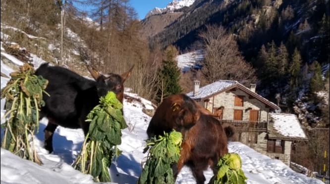 Immagine di Azienda agricola Beuchod a Gressoney-Saint-Jean, Valle d'Aosta