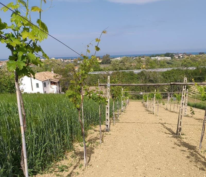 Immagine di Azienda Agricola Biologica Zarroli a Martinsicuro, Abruzzo