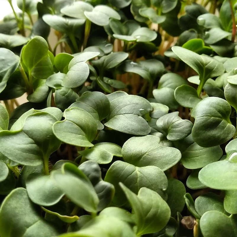 Immagine di Azienda Agricola Zeocoltura - Microgreens in zeolite a Casali-San Potito, Campania