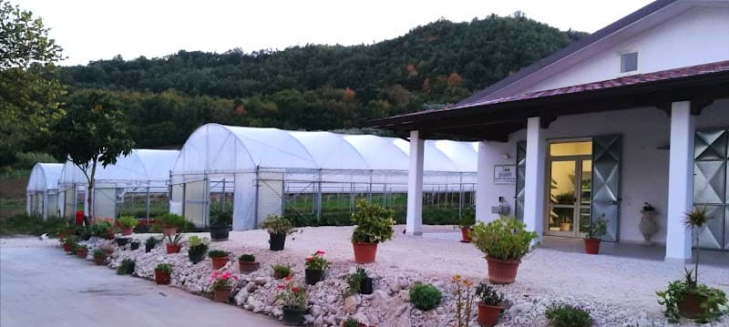 Immagine di Azienda Agricola Bellofatto Filippo a Contrada, Campania