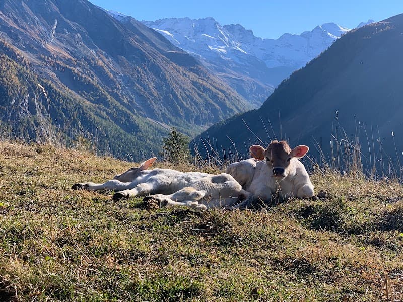 Immagine di Azienda Agricola Biologica "Arpisson" a Cogne, Valle d'Aosta