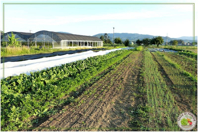 Immagine di Terra di Primizie Az. Agr. a Ferracciano, Toscana