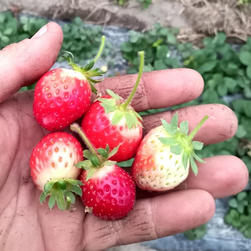 Immagine di Azienda agricola Mussino a Bruere, Piemonte