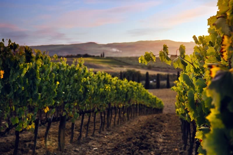 Immagine di Tenuta Maiano - Azienda Vitivinicola Biologica a Montespertoli, Toscana