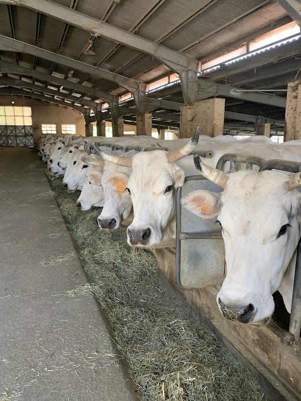 Immagine di Azienda Agricola Colantone a Montecalvo Irpino, Campania