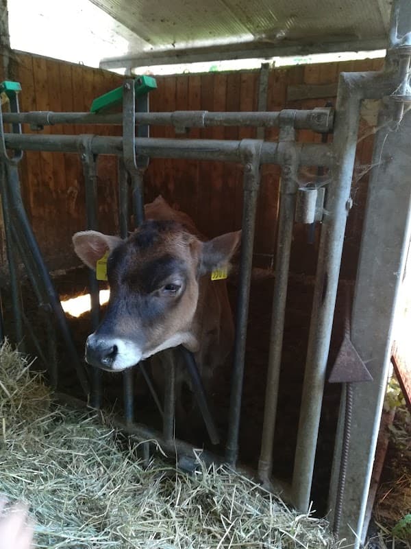 Immagine di Fattoria Antica Rendena a Giustino, Trentino-Alto Adige