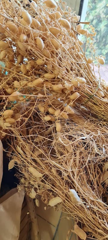 Immagine di Azienda agricola biologica San Felice di Astone Anna a Cicerale, Campania