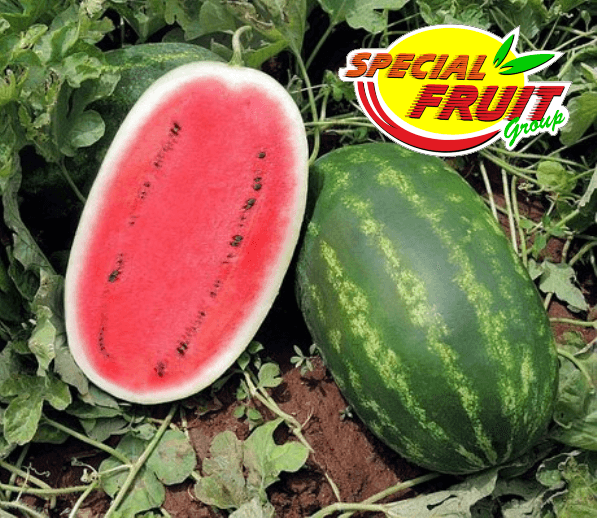Immagine di Special Fruit Sas - Ingrosso FRUTTA e VERDURA (Mercato Ortofrutticolo Giarre) a Bagheria, Sicilia