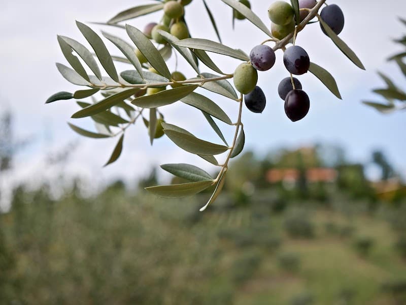 Immagine di Azienda Agricola Terenzi Paolo a Citta' Sant'Angelo, Abruzzo