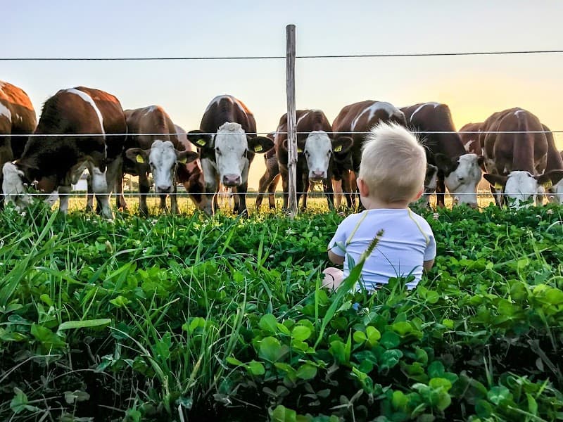 Immagine di Azienda Agricola LiReSte società semplice agricola a Udine, Friuli-Venezia Giulia