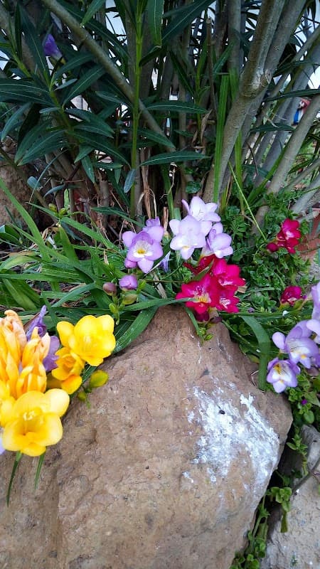 Immagine di Azienda Agricola Mariotti a Ciampino, Lazio