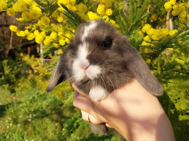 Immagine di Azienda Agricola I coniglietti di Emma a Bargagli, Liguria