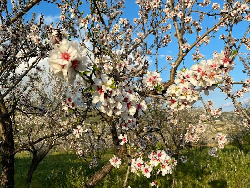 Immagine di Azienda Agricola Biologica Puccio Maria Antonella a Realmonte, Sicilia