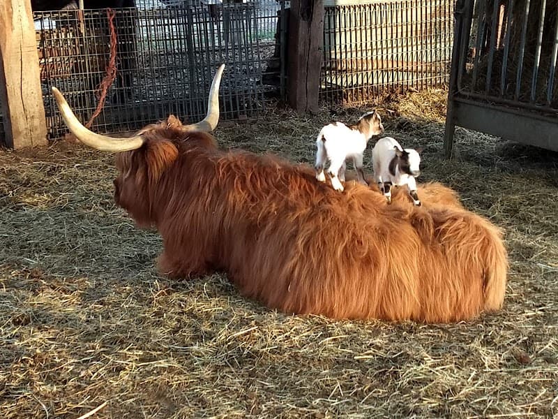 Immagine di Cascina Grange Scott a Torino, Piemonte