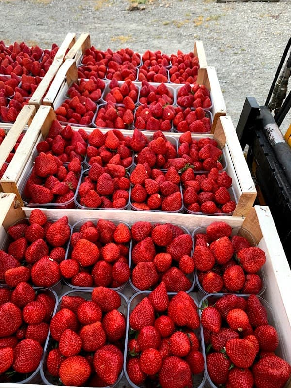 Immagine di Azienda Agricola Modena a San Felice Sul Panaro, Emilia-Romagna