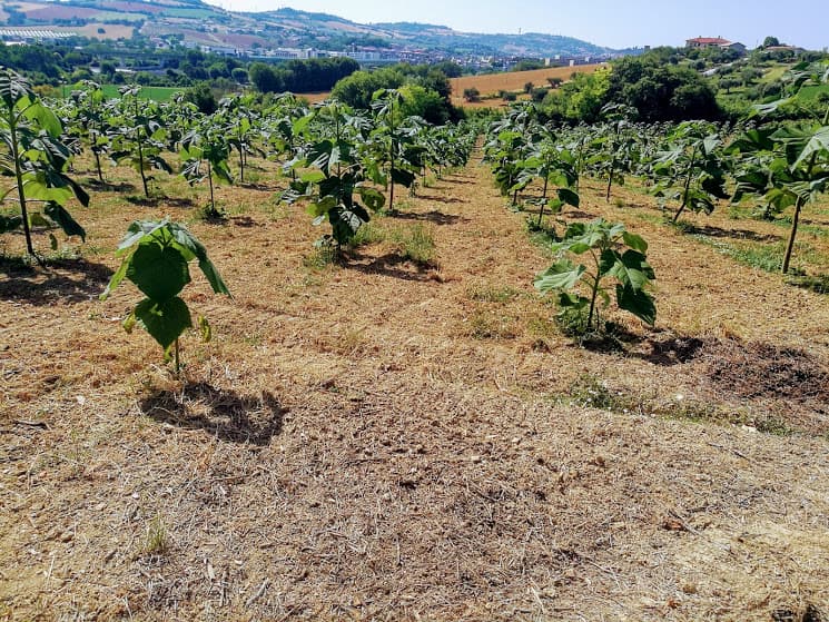 Immagine di Azienda Agricola Giacomo Lalloni a Ancona, Marche