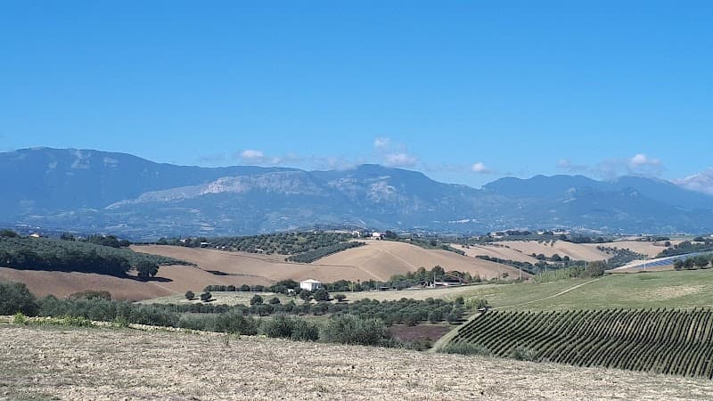 Immagine di Azienda Agricola Chiavaroli Pierantonio a Pianella, Abruzzo