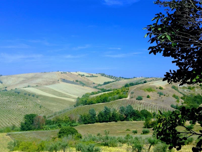Immagine di Società Agricola Piccole Terre Srl a Bellante, Abruzzo