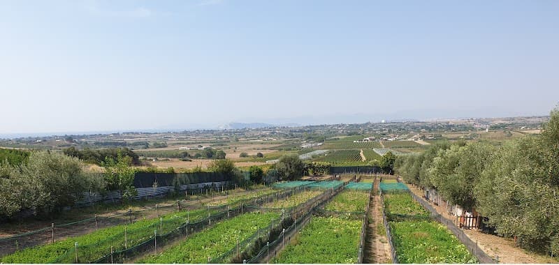 Immagine di Azienda Agricola ChiocciolHelix di Simone Angioni a Quartu Sant'Elena, Sardegna