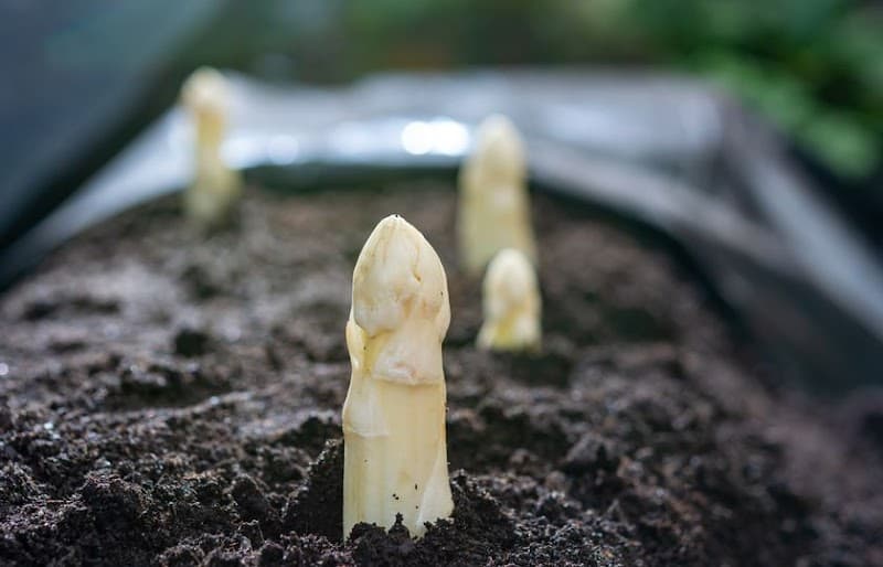 Immagine di Maso Rosabel a Terre d'Adige, Trentino-Alto Adige