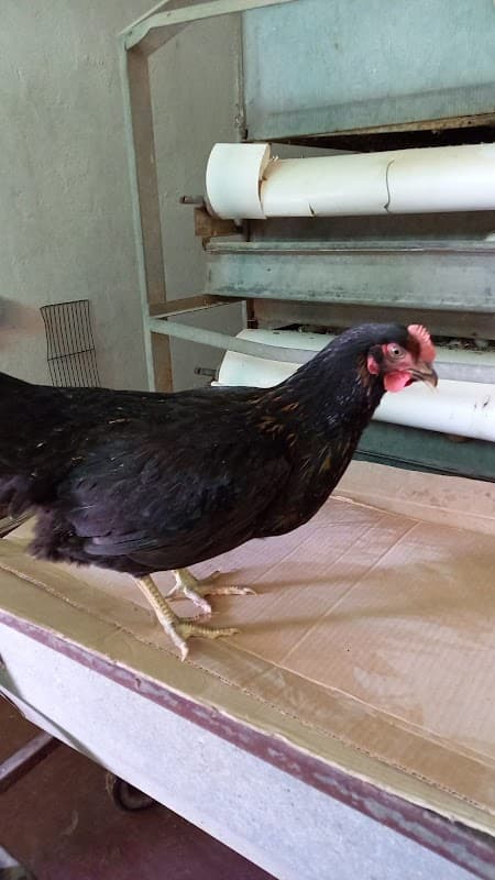 Immagine di Azienda Agricola Forti a Aprilia, Lazio