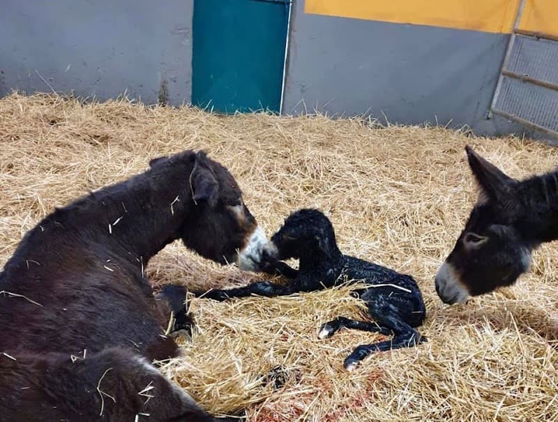 Immagine di L’Asan e la Mussa a Gagliano, Friuli-Venezia Giulia