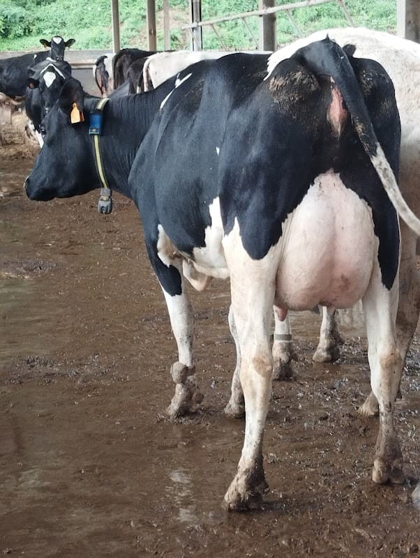 Immagine di Azienda Agricola Cascina Poscalla, Bergamaschi a Varese, Lombardia