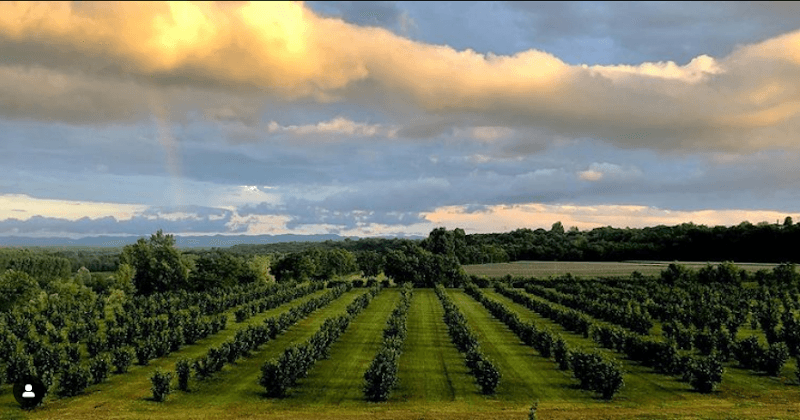 Immagine di Azienda agricola La Tonda a Mazzè, Piemonte