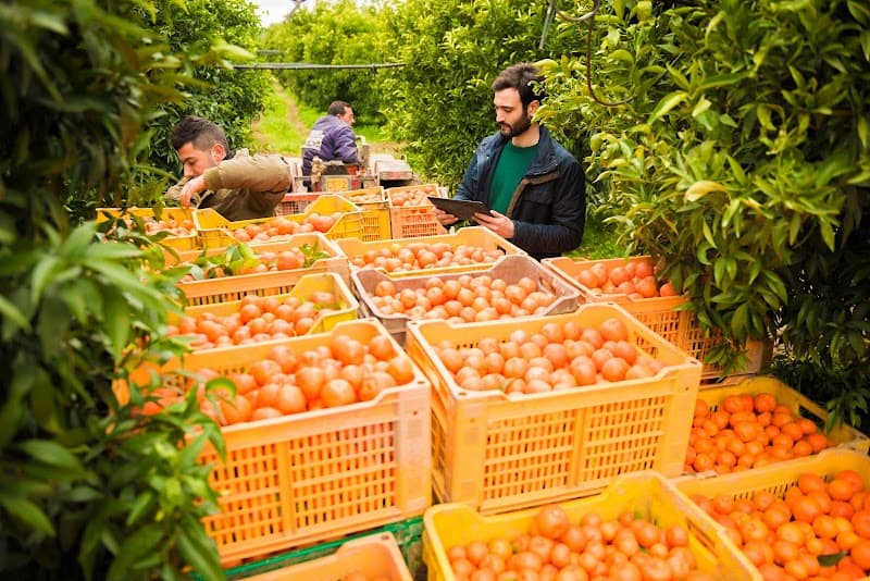 Immagine di Azienda Agricola De Falco a Corigliano-Rossano, Calabria
