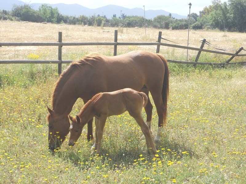 Immagine di Fattoria Emoyeni a Quartu Sant'Elena, Sardegna