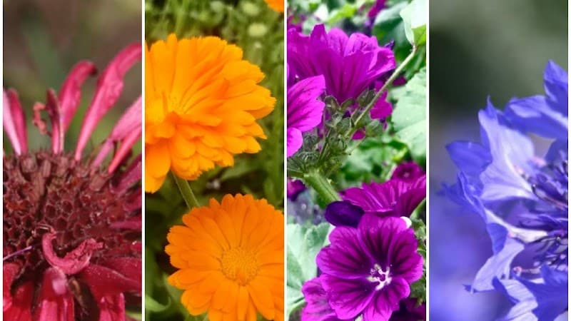 Immagine di Azienda Agricola Petalis a Denno, Trentino-Alto Adige