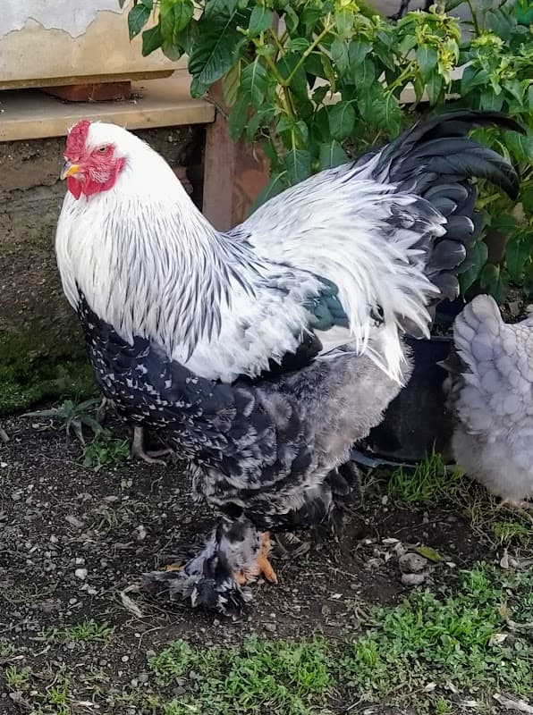 Immagine di Azienda Agricola Romana "Le Palme" a Roma, Lazio