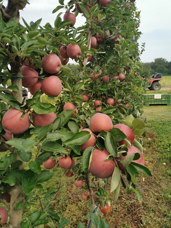 Immagine di Frutteto del Parco a Ceriano Laghetto, Lombardia