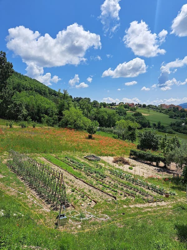 Immagine di Azienda Agricola Biologica Sampaolo Graziano - Vendita diretta uova allevate a terra e all'aperto a Nocera Umbra, Umbria